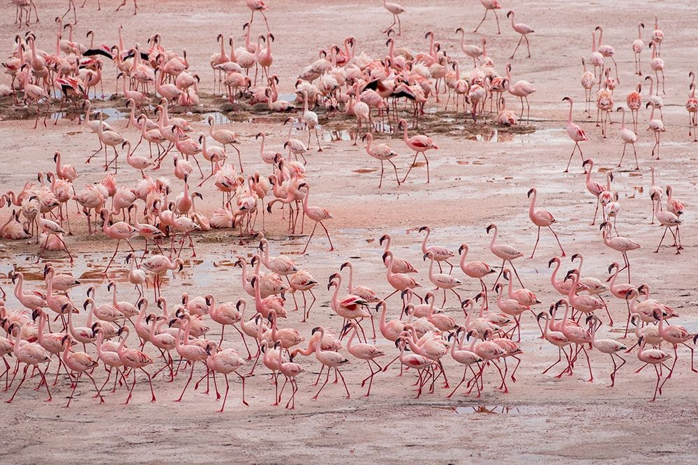 Africa-Tanzania-Aerial view of vast flock of Lesser Flamingos nesting in shallow salt waters